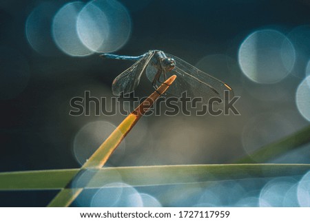Dragonfly in the green river
