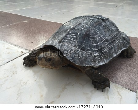 A small turtle walking on the street.