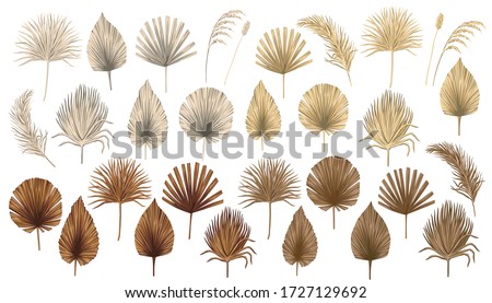 Tropical boho dried palm leaves floral clip art. Exotic jungle botanical print.