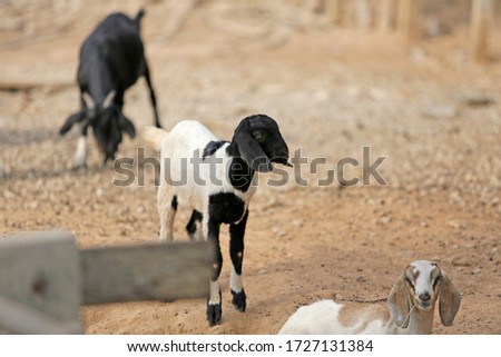 A picture of a young goat on the farm and looking for food to eat