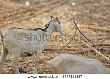 A picture of a young goat on the farm and looking for food to eat