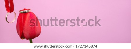 A gold wedding ring sits on a red Tulip Bud on a pink background, and another wedding ring hangs on a red ribbon next to it: a wedding concept, banner with space for text