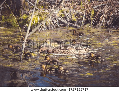 Duck swimming with ducklings on water in early spring in a sunny cellar