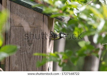 Great tit at its birdhouse in Dwingelderveld, the Netherlands

 Royalty-Free Stock Photo #1727168722