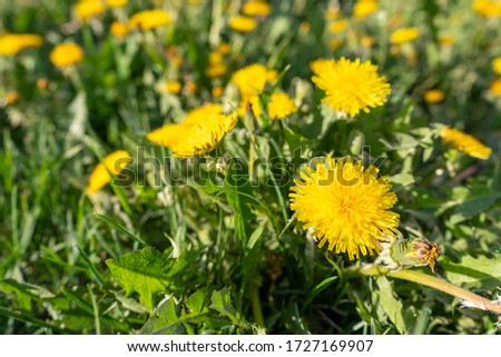 Yellow dandelions. Dandelion on a green meadow