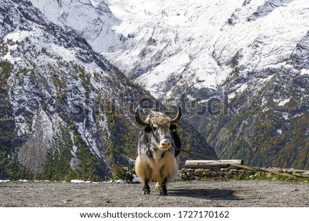 A furry yak standing in mountains