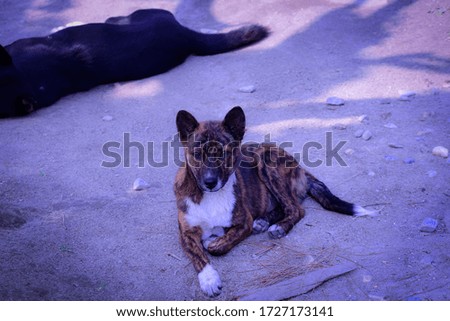 A photo of an Indian street puppy with beautiful patterns of brown,black and white color. It is looking patiently in expectation for food.