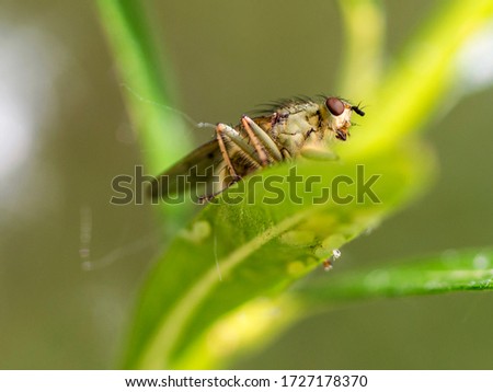 A Dung Fly (Scathophagidae) resting on a leaf
