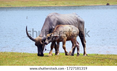 
A picture of a mother and child buffalo eating grass near a river.