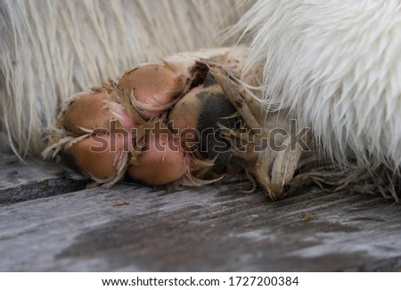 Rear paw of a giant dog. Wet feet of a Landseer. Pink rough bolster and claws. Dog laying on wooden surface. White long furry coat. Visible digital and metacarpal pads. Estonia. Baltic, Europe. Royalty-Free Stock Photo #1727200384