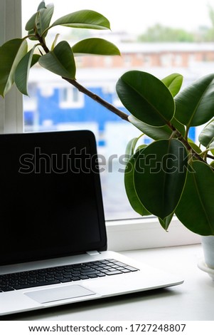 home plant peperomia on the background of a window with a laptop