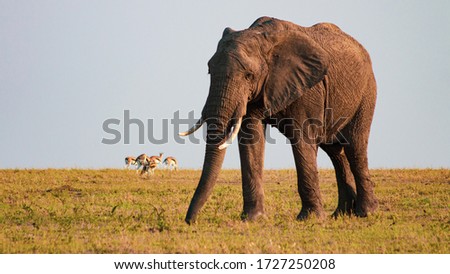 Lone elephant walking through grassland with gazelle in the background