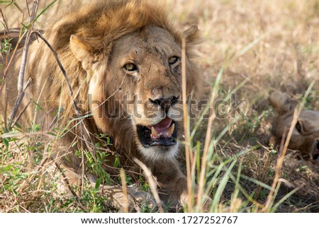 A close up picture of an adult male lion resting in the shade.