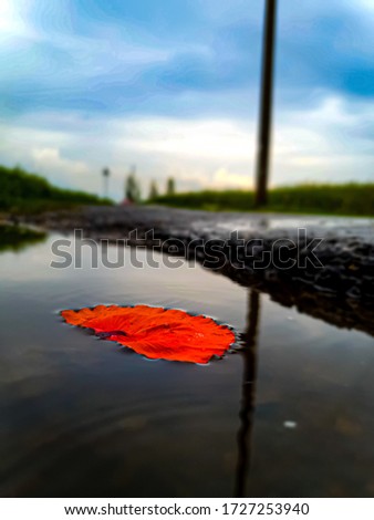 picture of the leaf of a rose swimming in the rain water 
