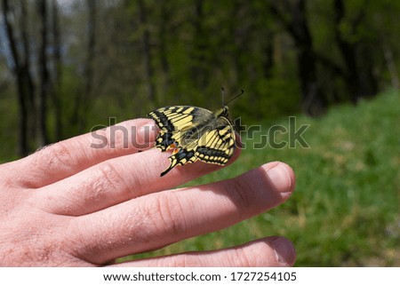 a yellow butterfly sits on his hand. Swallowtail butterfly Papilio machaon, dovetail sits on the hand. A beautiful colorful insect with yellow, orange, blue and black spotted wings. Macro, close up