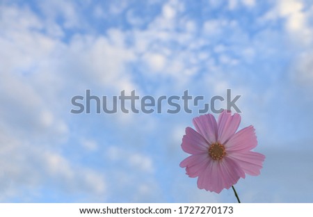 picture of the beautiful flower