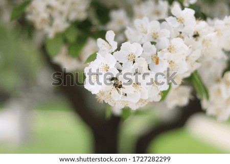 branches of flowering trees with beautiful flowers