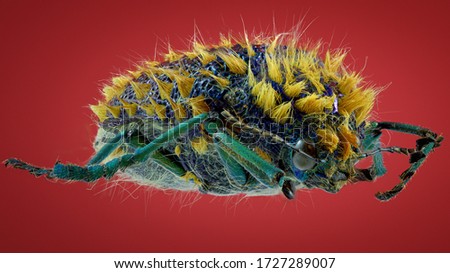 Julodis buprestidae beetle macro photo