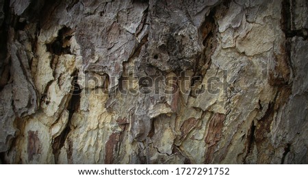 The shadow of the surface of the old timber with pattern   , Wooden background , Copy space                            