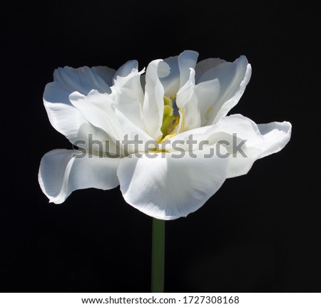Beautiful white Tulip on a black background.
