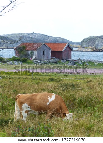 Cows and landscapes in the Koster, Sydkoster and Nordkoster islands. Archipielago of Kosterhavets Nationalpark. Stromstad. Bohuslan. Sweden. Royalty-Free Stock Photo #1727316070