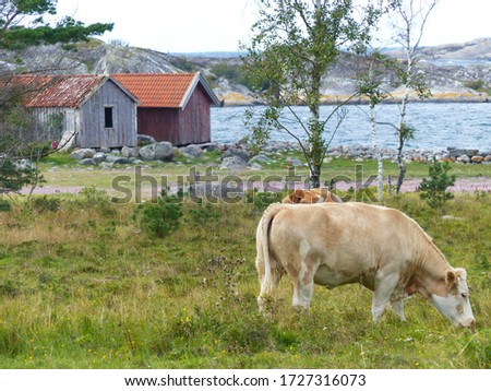 Cows and landscapes in the Koster, Sydkoster and Nordkoster islands. Archipielago of Kosterhavets Nationalpark. Stromstad. Bohuslan. Sweden. Royalty-Free Stock Photo #1727316073