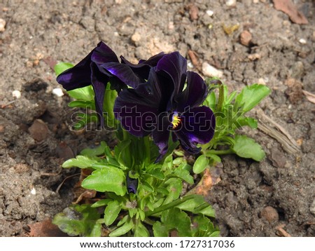 a flower called a garden violet or pansy growing in a home garden in the city of Bialystok in the Podlasie region in Poland