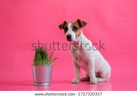The obedient jack russell terrier sits next to a steel pot of fresh grass. Cute little white puppy with red spots sniffs a houseplant on a pink background.