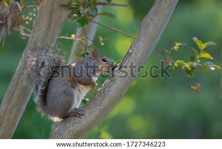 A squirrel in a tree waiting and hiding.