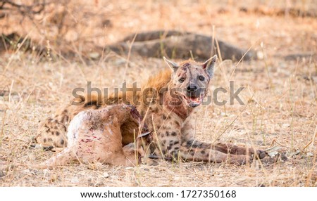 A hyena with a kill