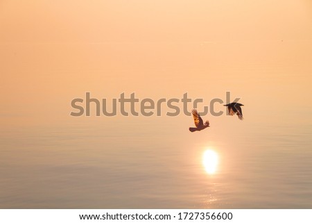 Couple of Seagulls Flying over Shimmering Lake at Sunset Royalty-Free Stock Photo #1727356600