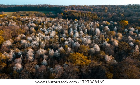 Aerial dorne view of white blossom flowers of a spring forest and sunset light