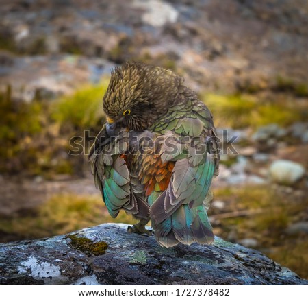 Picture of a Kea in the Routeburn Track