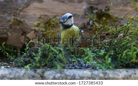 A young blue tit looking around whilst eating sunflower seeds amidst the green fern. The main subject of the image is the blue tit.