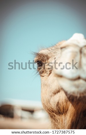 A picture of a camel in a popular market in the city of Guelmim-Morocco