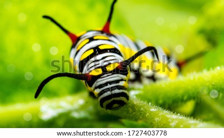 When eating caterpillar's food. The image is shown too large.