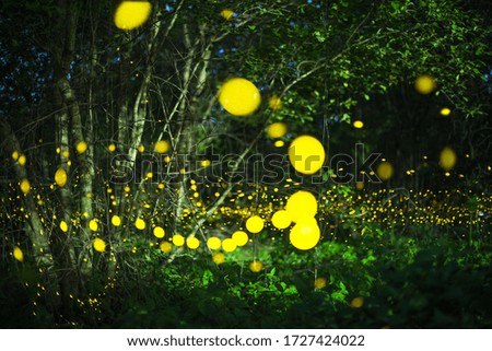 Firefly, lightning bugs flying at night in the forest in Thailand, Lights in the night