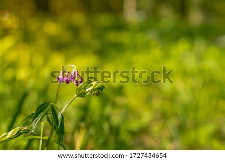 Beautiful blue flower on a green background