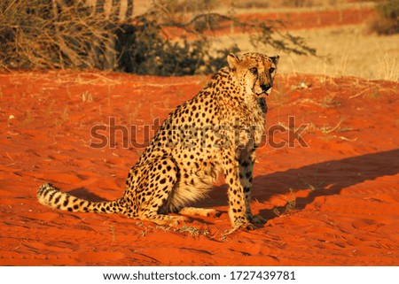 cheetah (acinonyx jubatus) - Namibia, Africa 