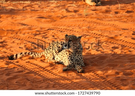 cheetah (acinonyx jubatus) - Namibia, Africa 
