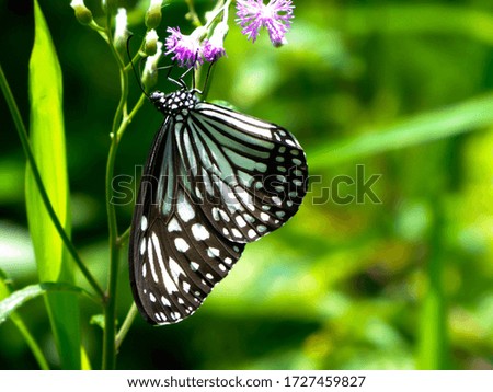 Black and white butterfly from Sri Lanka Rainforest