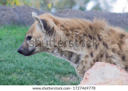 Wild Hyena close up portrait
