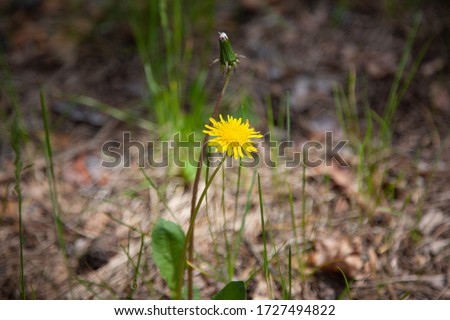 Lonely dandelion in the forest. Blooming forest dandelion. Yellow flower on forest background