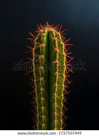 Cactus, succulent in black background