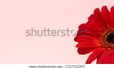 Beautiful red gerbera flower on pink background. Happy Mother's Day, Women's Day, Valentine's Day or Birthday greeting card. celebration greeting concept.