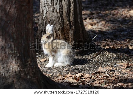 A Snowshoe Hare losing it's winter Coat