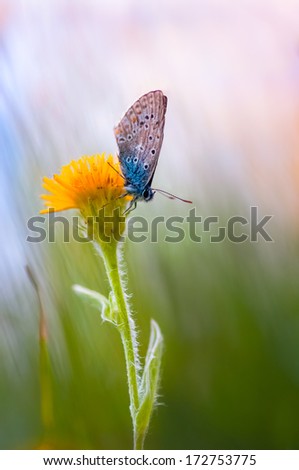 Yellow flower with Blue butterfly at sunrise