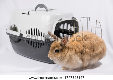 Red-haired decorative rabbit sits near a carrier for animals.