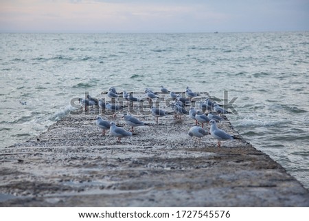 Flock of seagulls on a breakwater near the restless sunset sea. Wild life of seagulls.