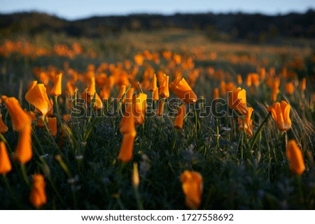 
Poppies. Poppy meadows in Antelope Valley. Wonderful landscape. Orange.
